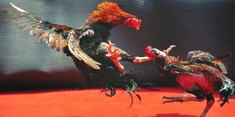 hii88 bắn cá h5 chơi ngay