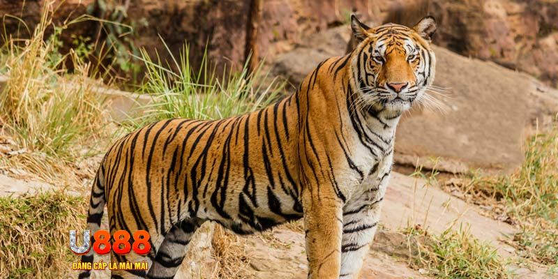 hii88 xổ số bình thuận