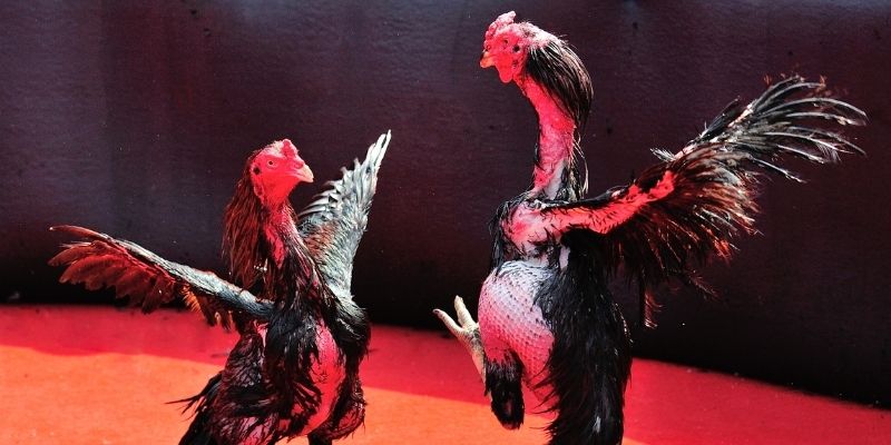 hii88 thị trường baccarat là gì